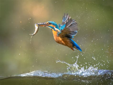 12 Birds That Catch Fish (with Photos) .